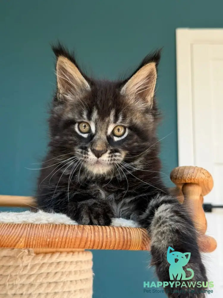 Rocci Maine Coon male black tabby - live animals