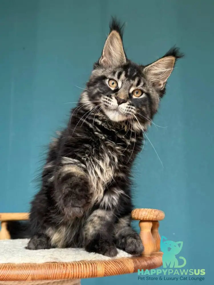 Rocci Maine Coon male black tabby - live animals
