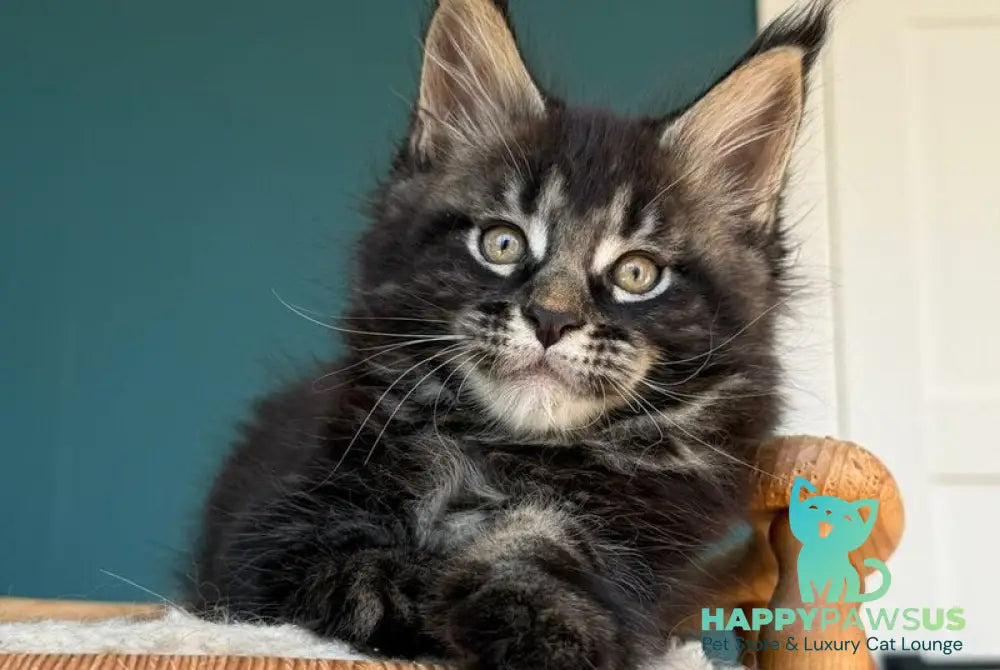 Rocci Maine Coon male black tabby - live animals