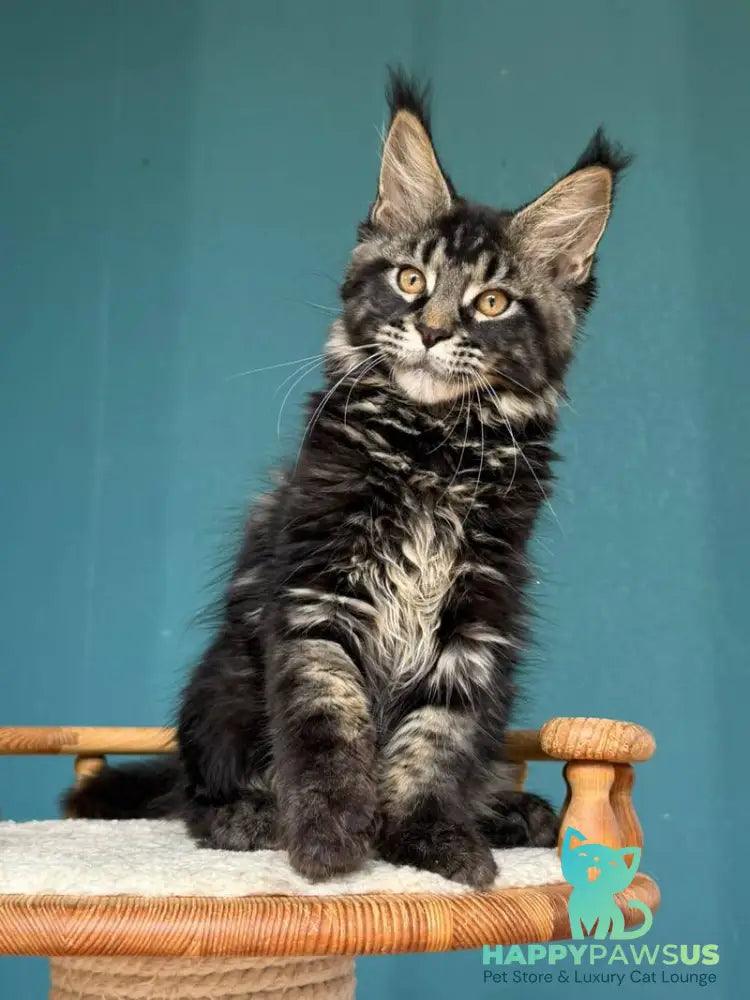Rocci Maine Coon male black tabby - live animals