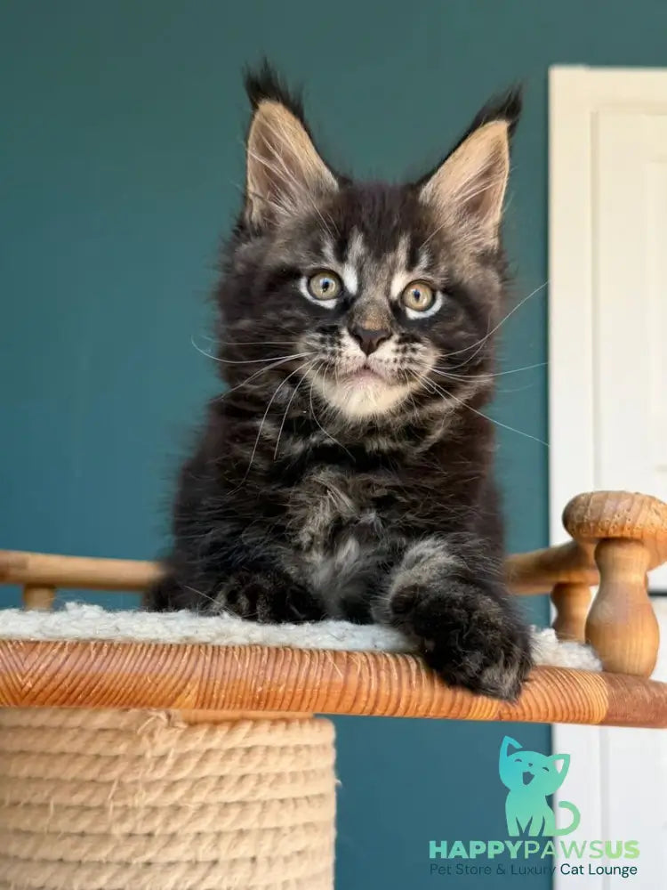 Rocci Maine Coon male black tabby - live animals
