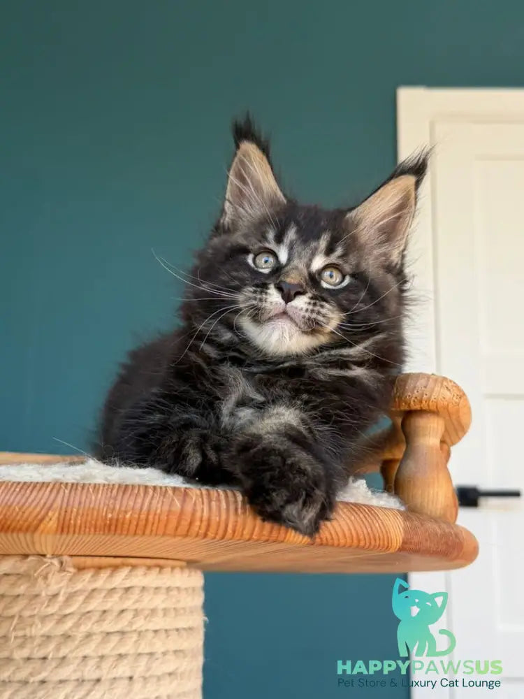 Rocci Maine Coon male black tabby - live animals