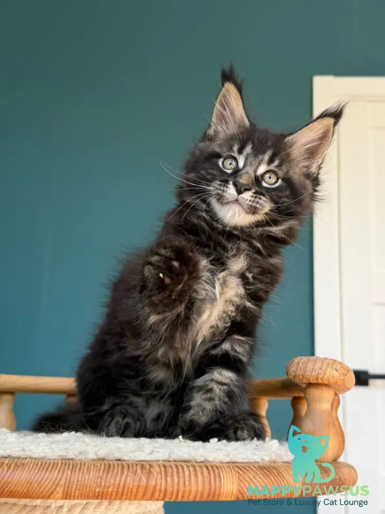 Rocci Maine Coon male black tabby - live animals