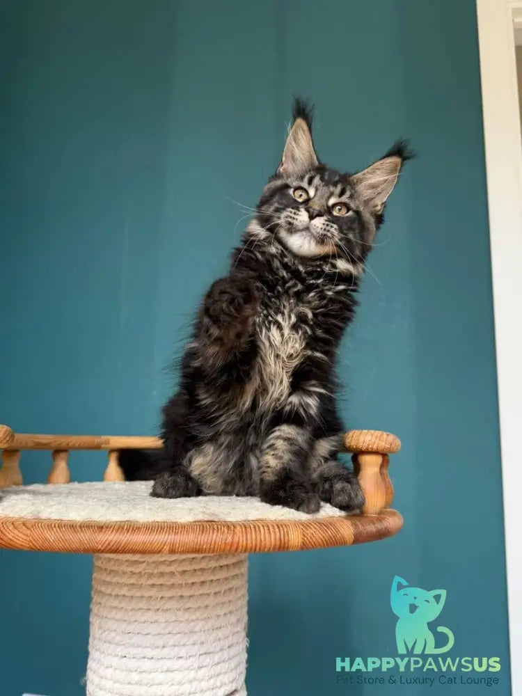 Rocci Maine Coon male black tabby - live animals