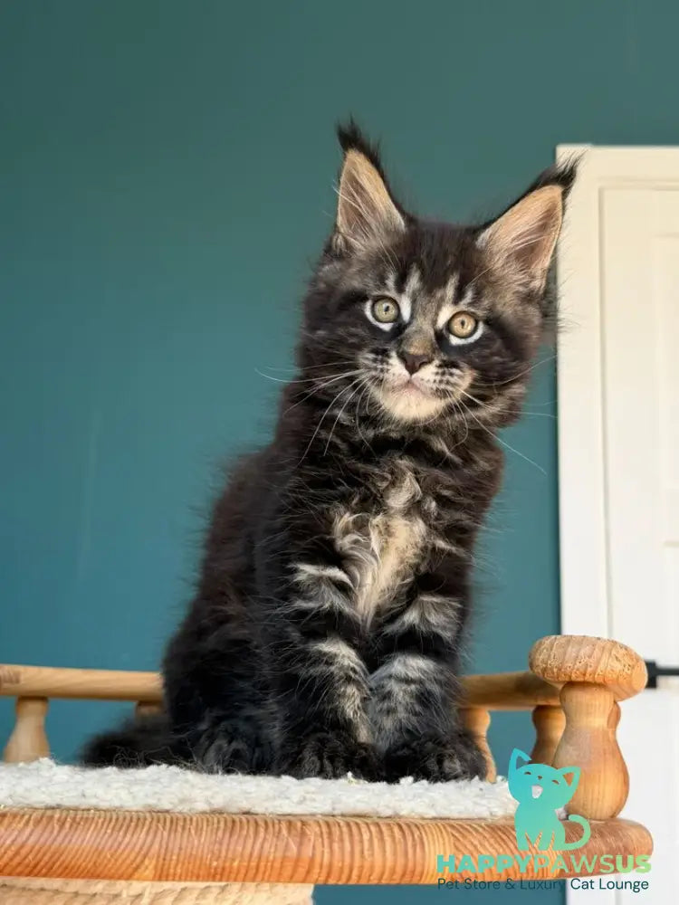 Rocci Maine Coon male black tabby - live animals