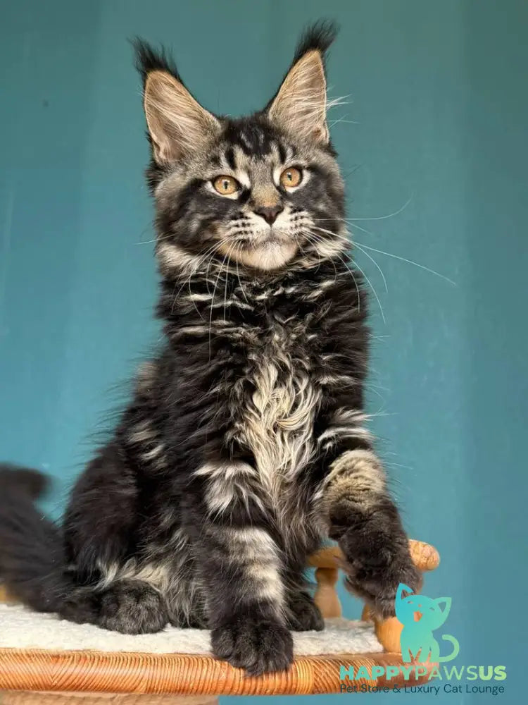 Rocci Maine Coon male black tabby - live animals