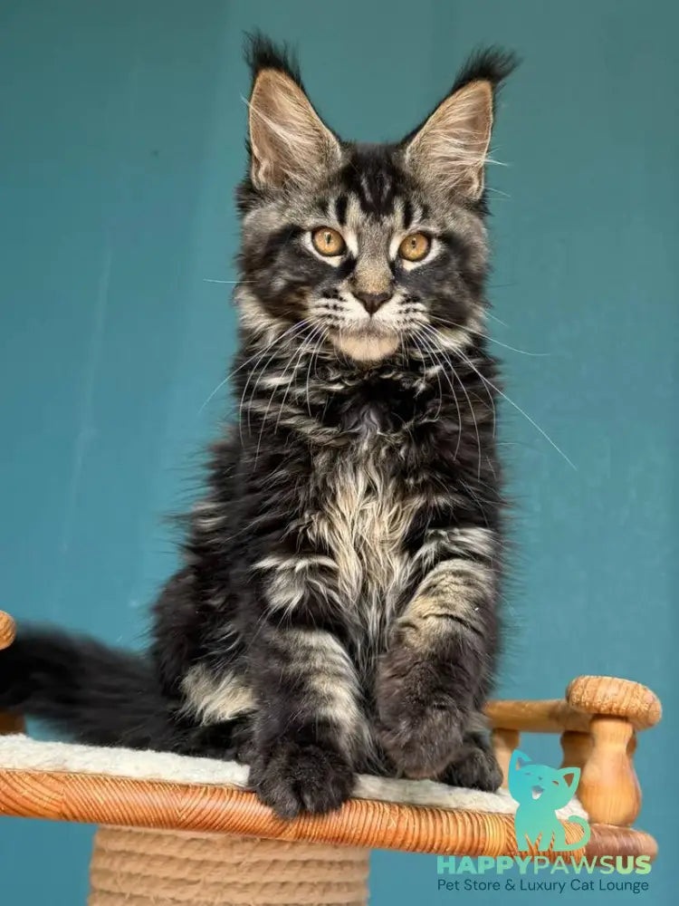 Rocci Maine Coon male black tabby - live animals