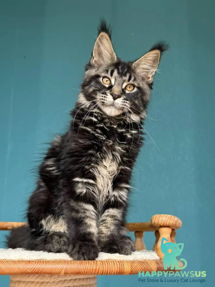 Rocci Maine Coon male black tabby - live animals