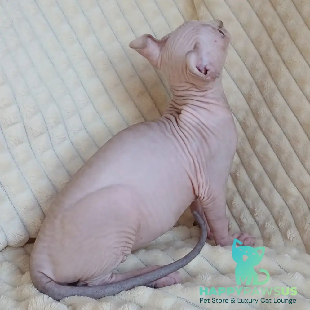 Rochelle Elf female chocolate bicolour pointed - live animals