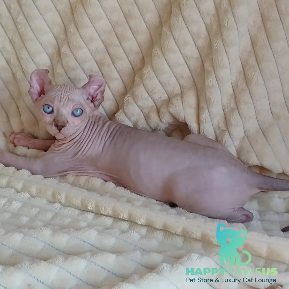 Rochelle Elf female chocolate bicolour pointed - live animals