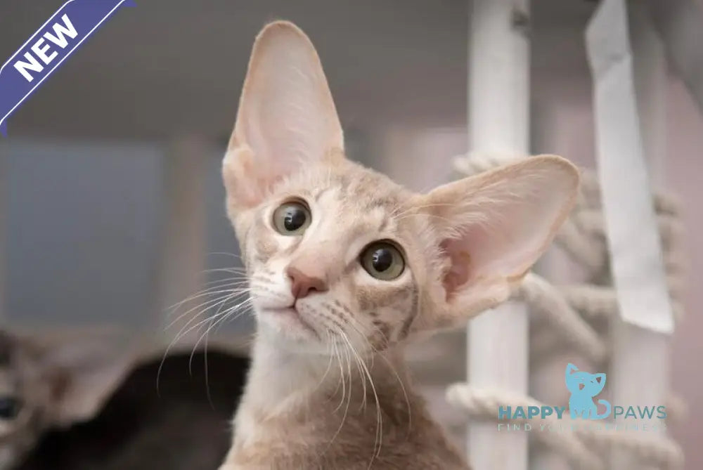 Rochelle Oriental Shorthair female lilac spotted tabby - live animals