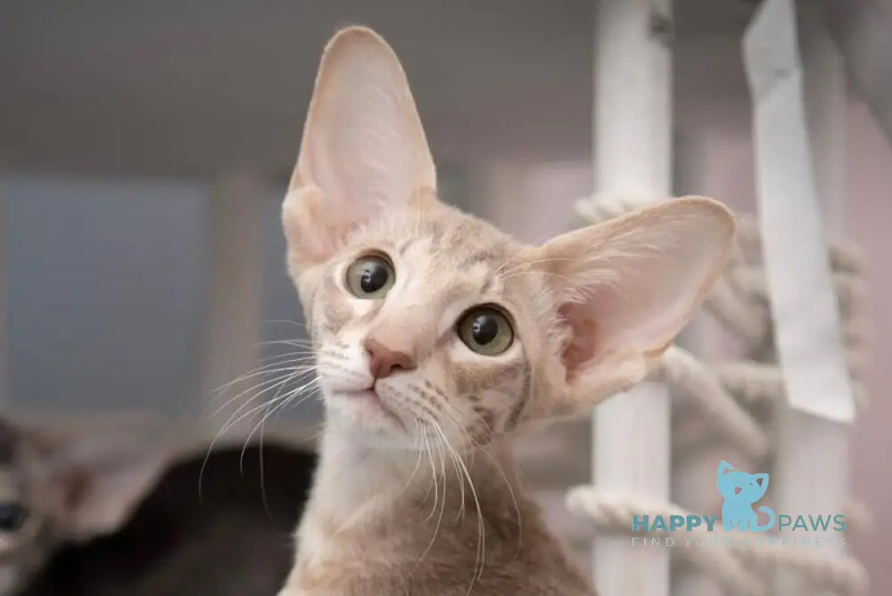 Rochelle Oriental Shorthair female lilac spotted tabby - live animals