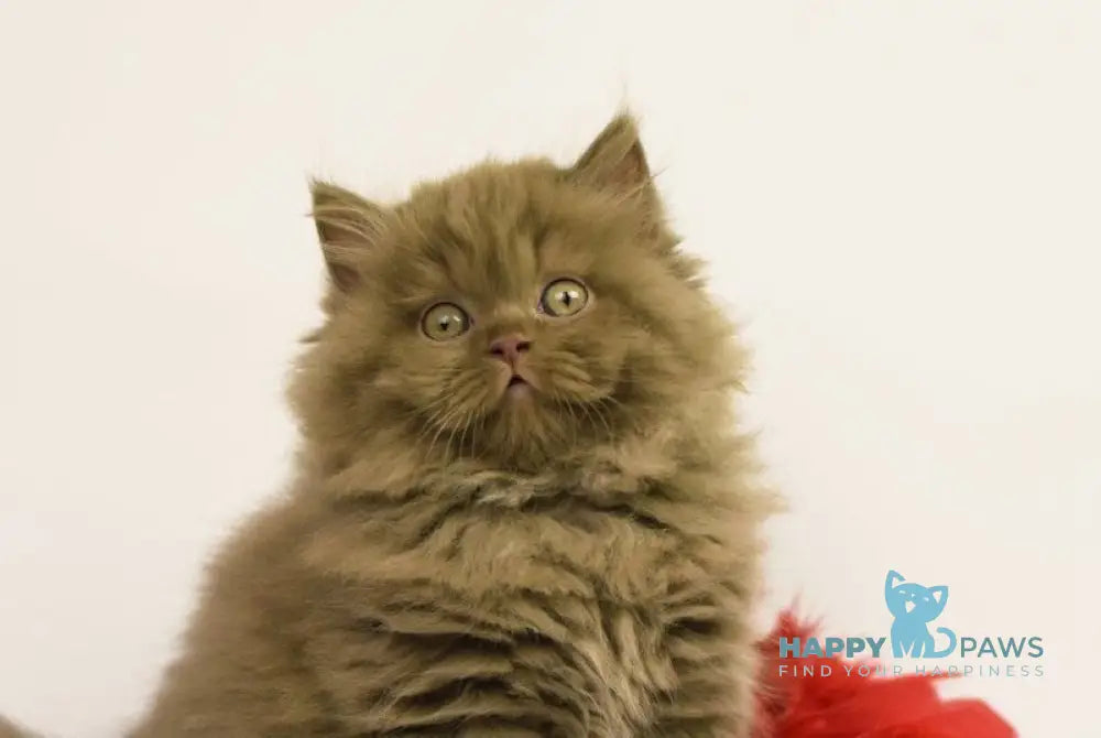 Rocky British Longhair male cinnamon live animals