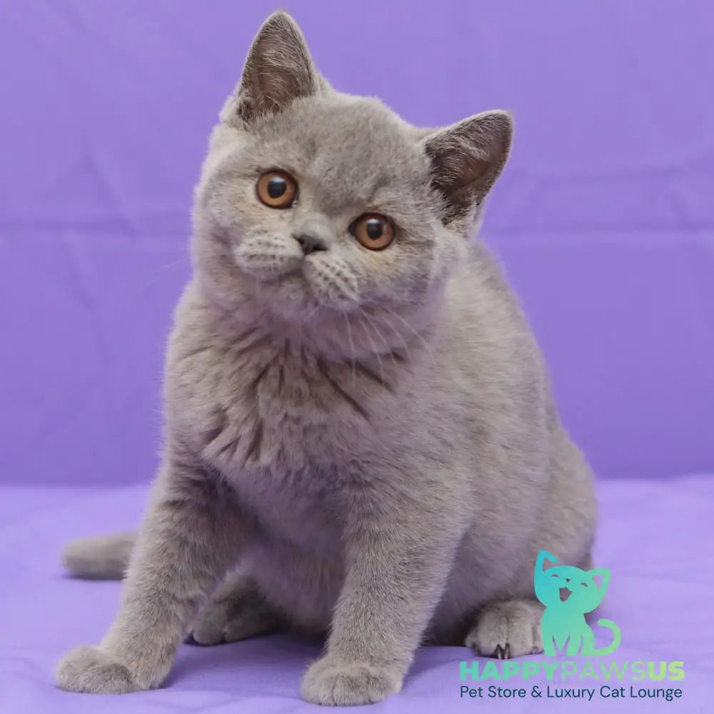 Rocky British Shorthair male blue - live animals