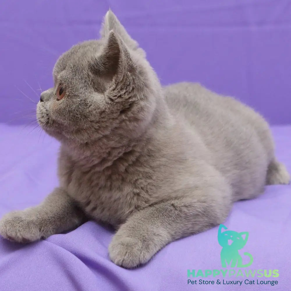 Rocky British Shorthair male blue - live animals