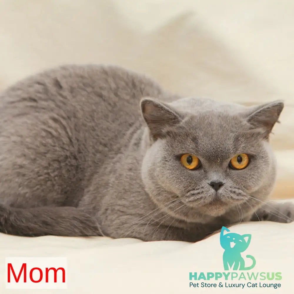 Rocky British Shorthair male blue - live animals