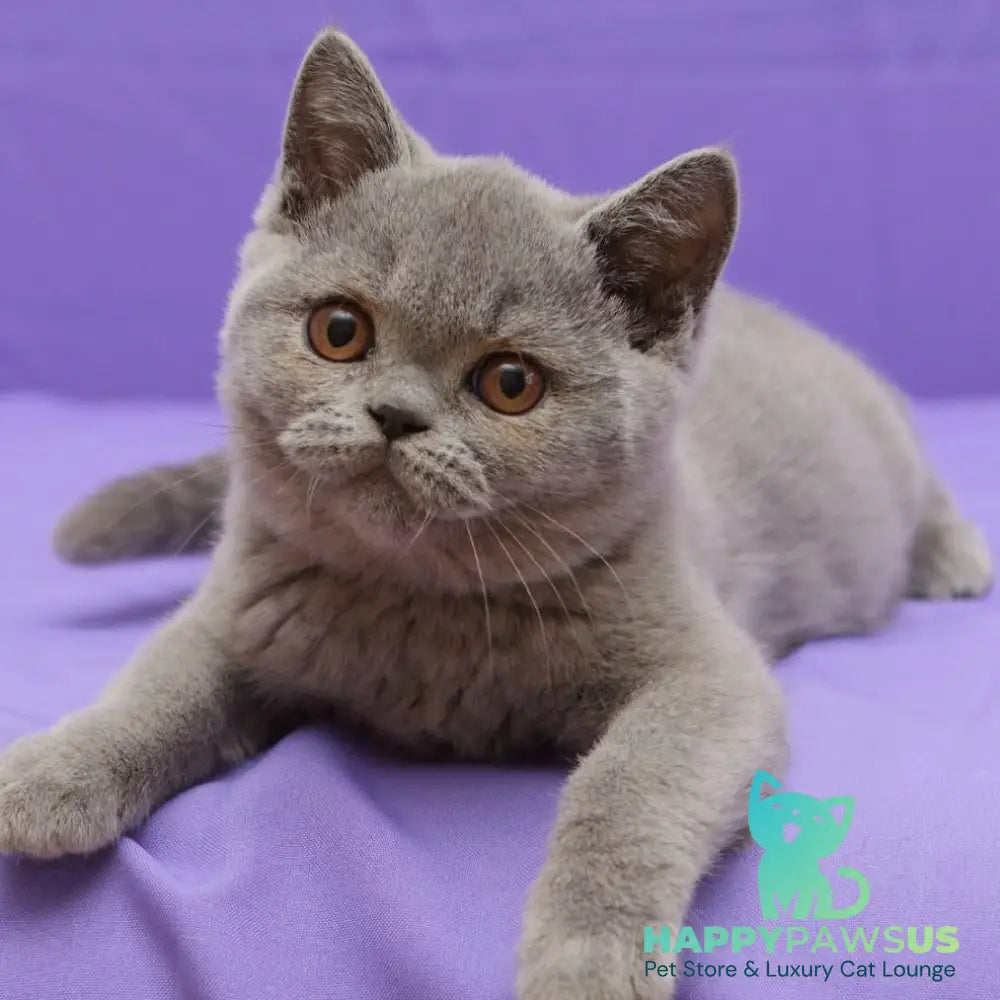 Rocky British Shorthair male blue - live animals