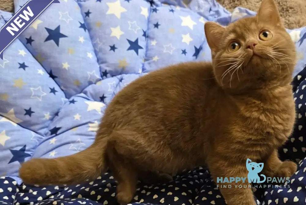 Rocky British Shorthair male cinnamon - live animals