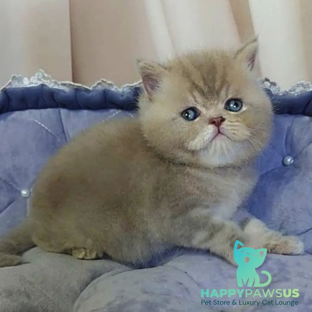 Rocky British Shorthair male lilac - live animals