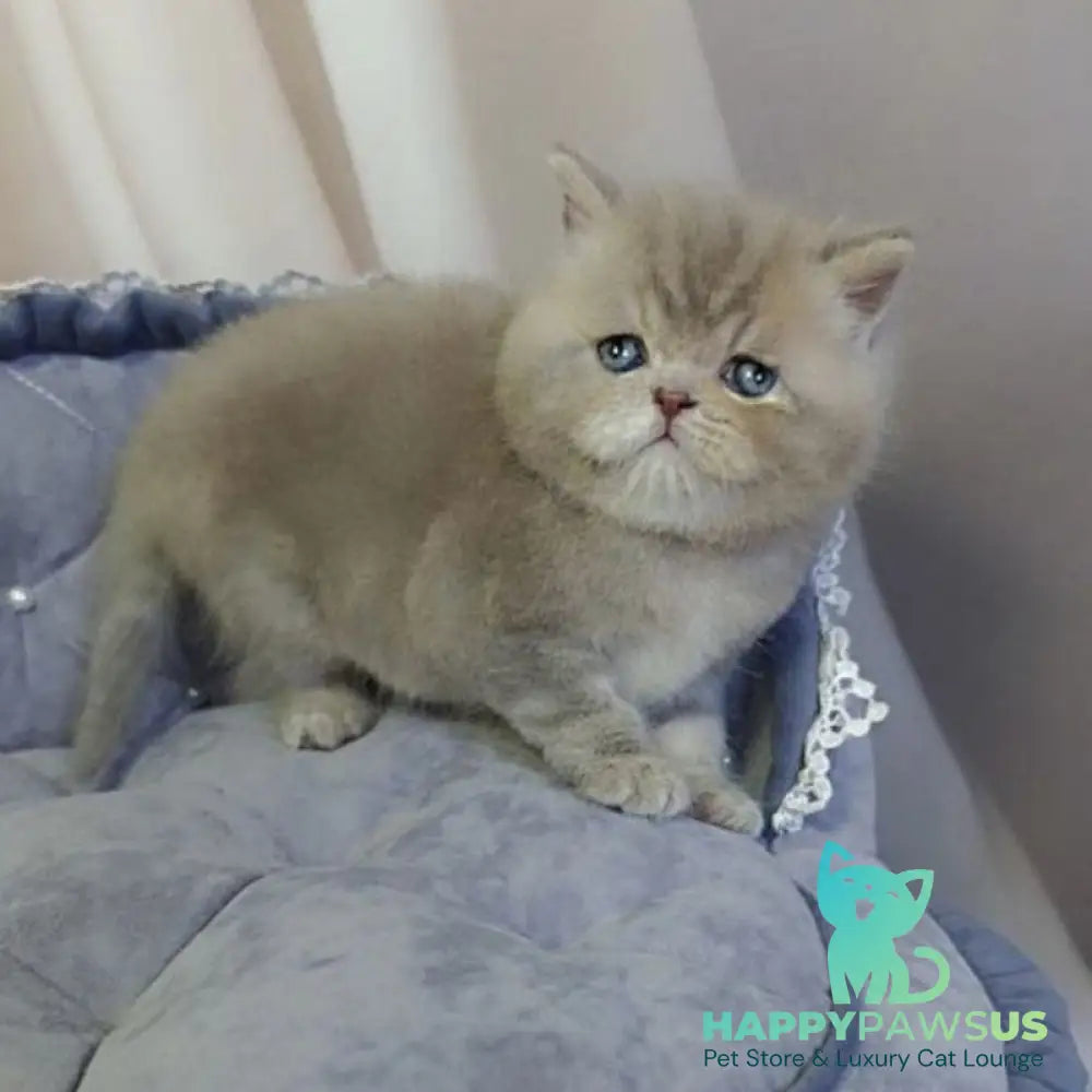Rocky British Shorthair male lilac - live animals