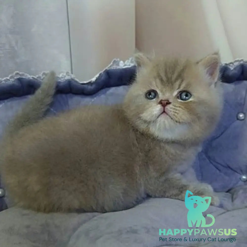 Rocky British Shorthair male lilac - live animals