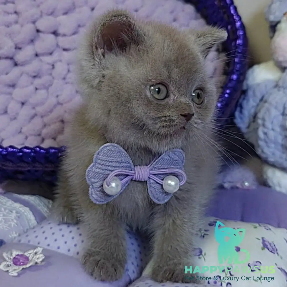 Rocky British Shorthair male lilac - live animals