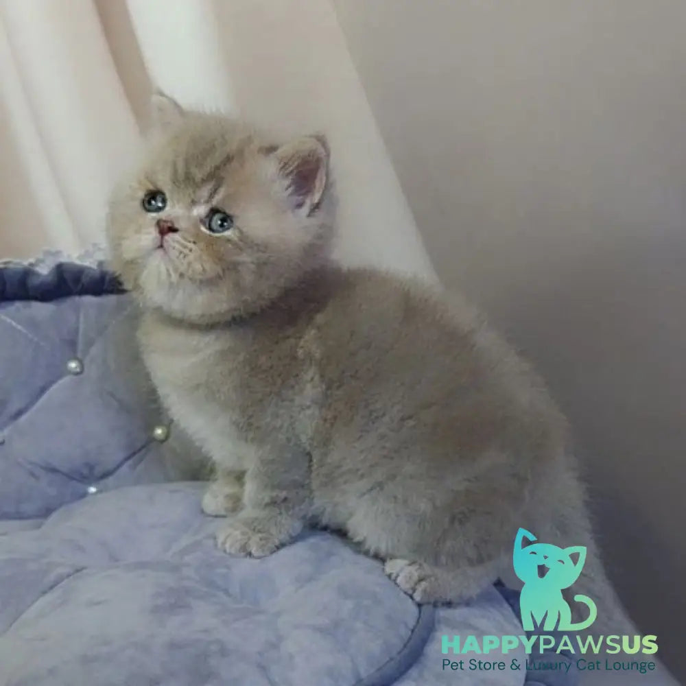 Rocky British Shorthair male lilac - live animals