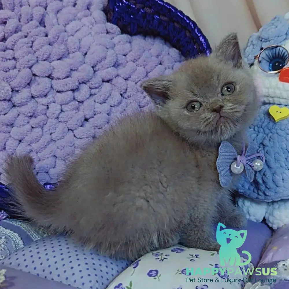 Rocky British Shorthair male lilac - live animals