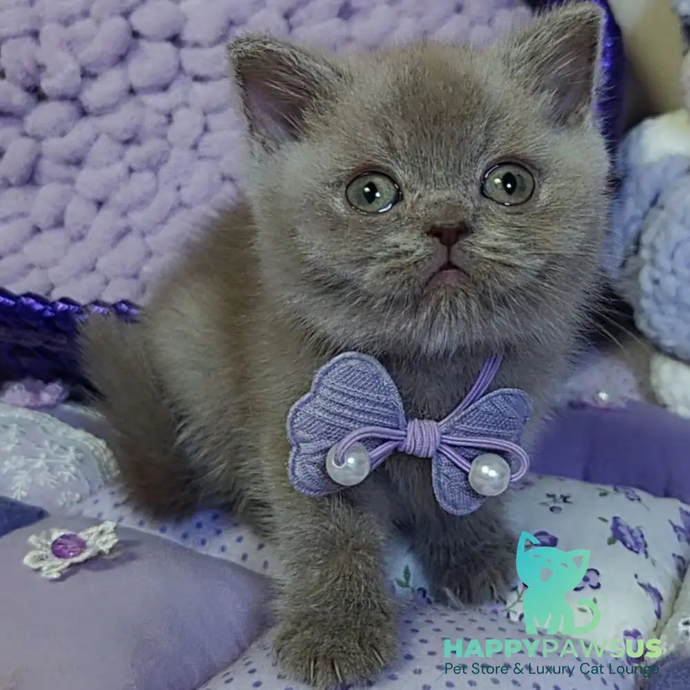 Rocky British Shorthair male lilac - live animals