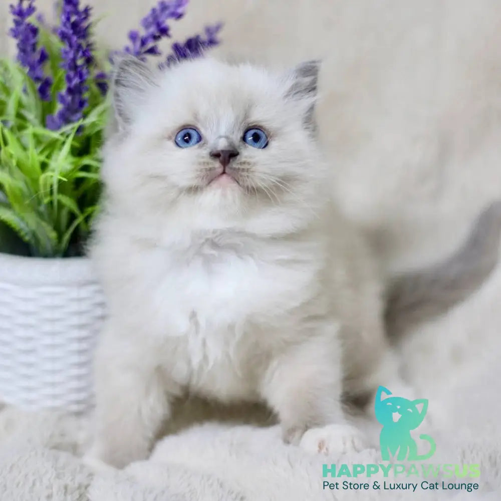 Roddy Ragdoll male blue mitted - live animals