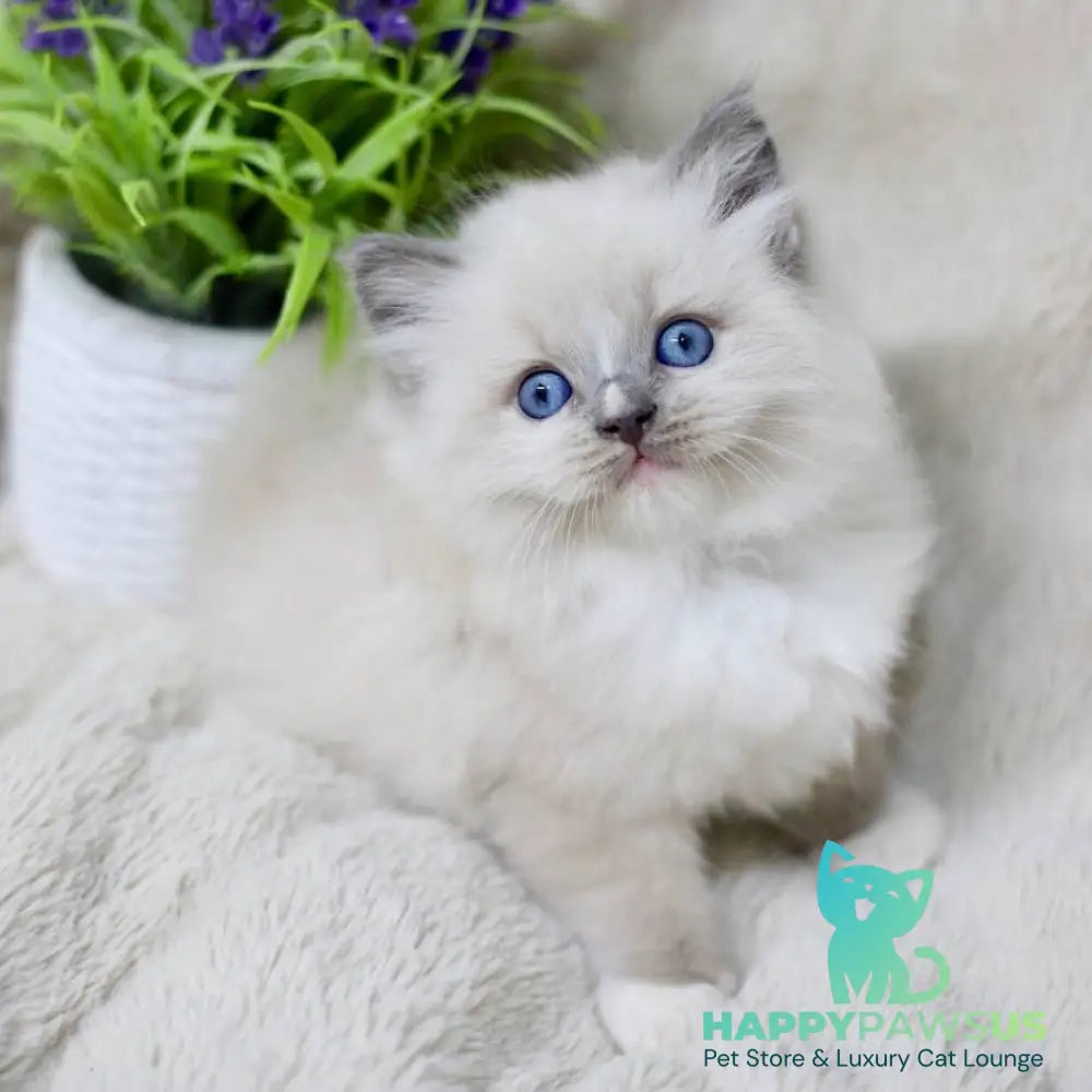 Roddy Ragdoll male blue mitted - live animals