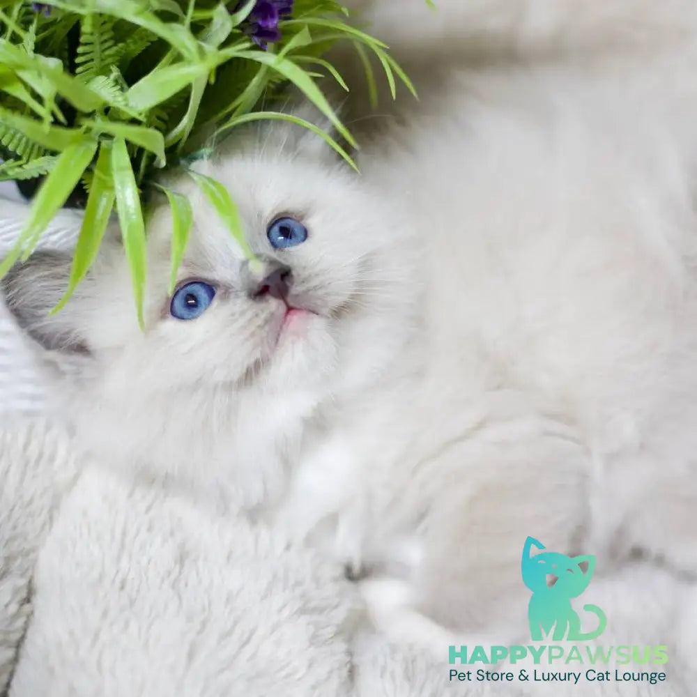 Roddy Ragdoll male blue mitted - live animals