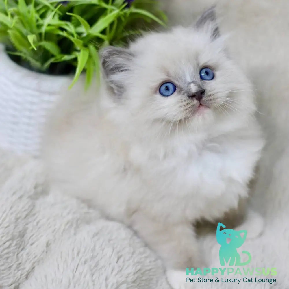 Roddy Ragdoll male blue mitted - live animals