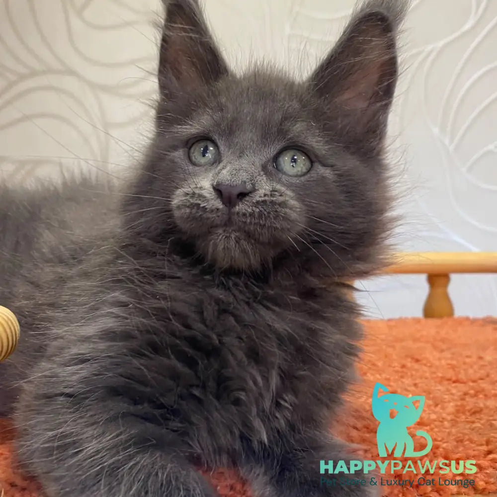 Roderick Maine Coon male blue - live animals