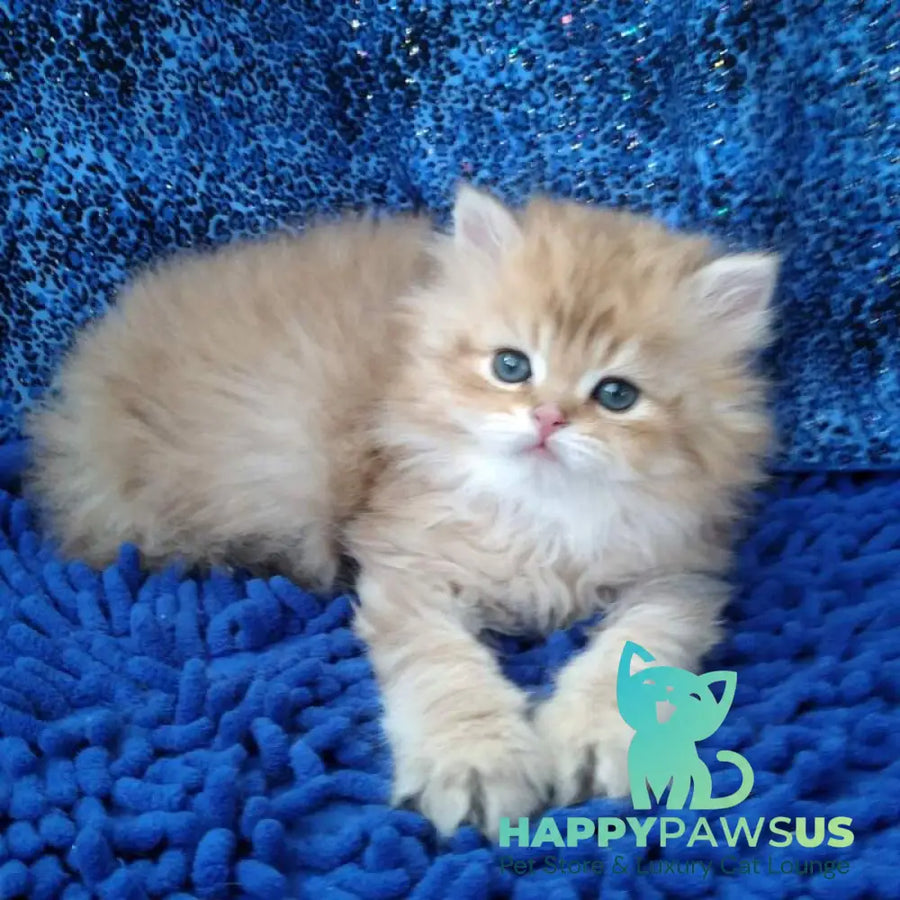 Rodger British Longhair male black golden shaded - live animals