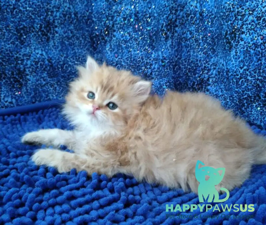 Rodger British Longhair male black golden shaded - live animals