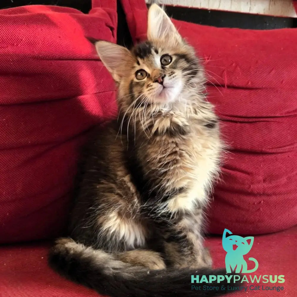 Rodion Maine Coon polydactyl 6x6x6x6 male black ticked tabby - live animals
