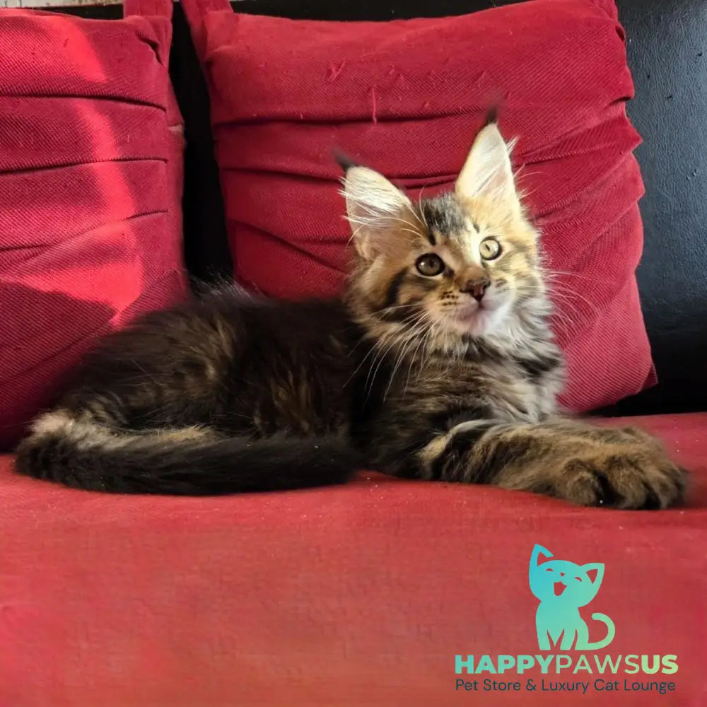 Rodion Maine Coon polydactyl 6x6x6x6 male black ticked tabby - live animals