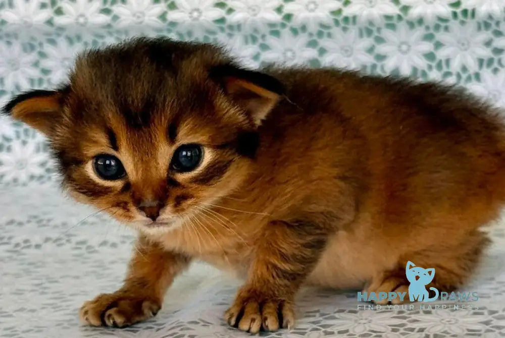 Roger Somali male ruddy live animals