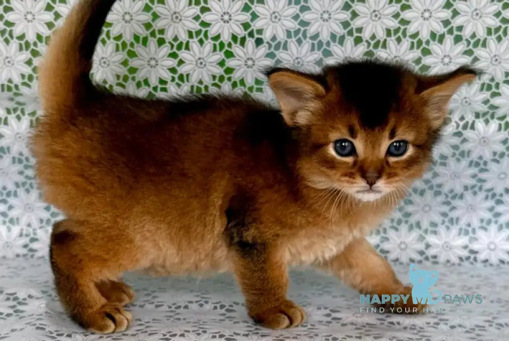 Roger Somali male ruddy live animals