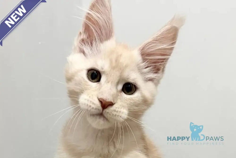 Roki Maine Coon male red silver live animals