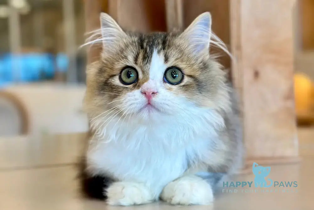 Roki Scottish Straight male black ticked tabby bicolour - live animals