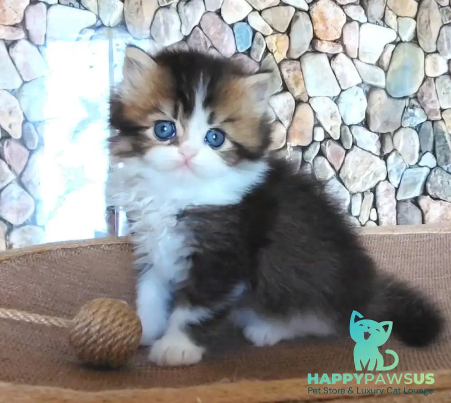 Roki Scottish Straight male black ticked tabby bicolour - live animals