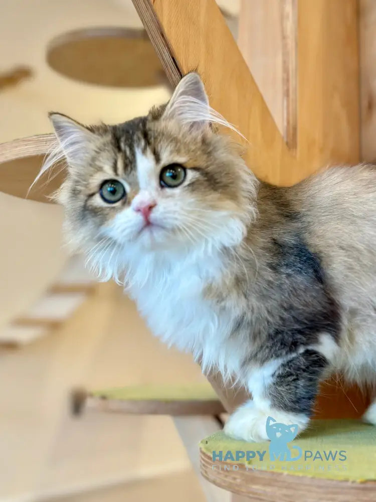 Roki Scottish Straight male black ticked tabby bicolour - live animals