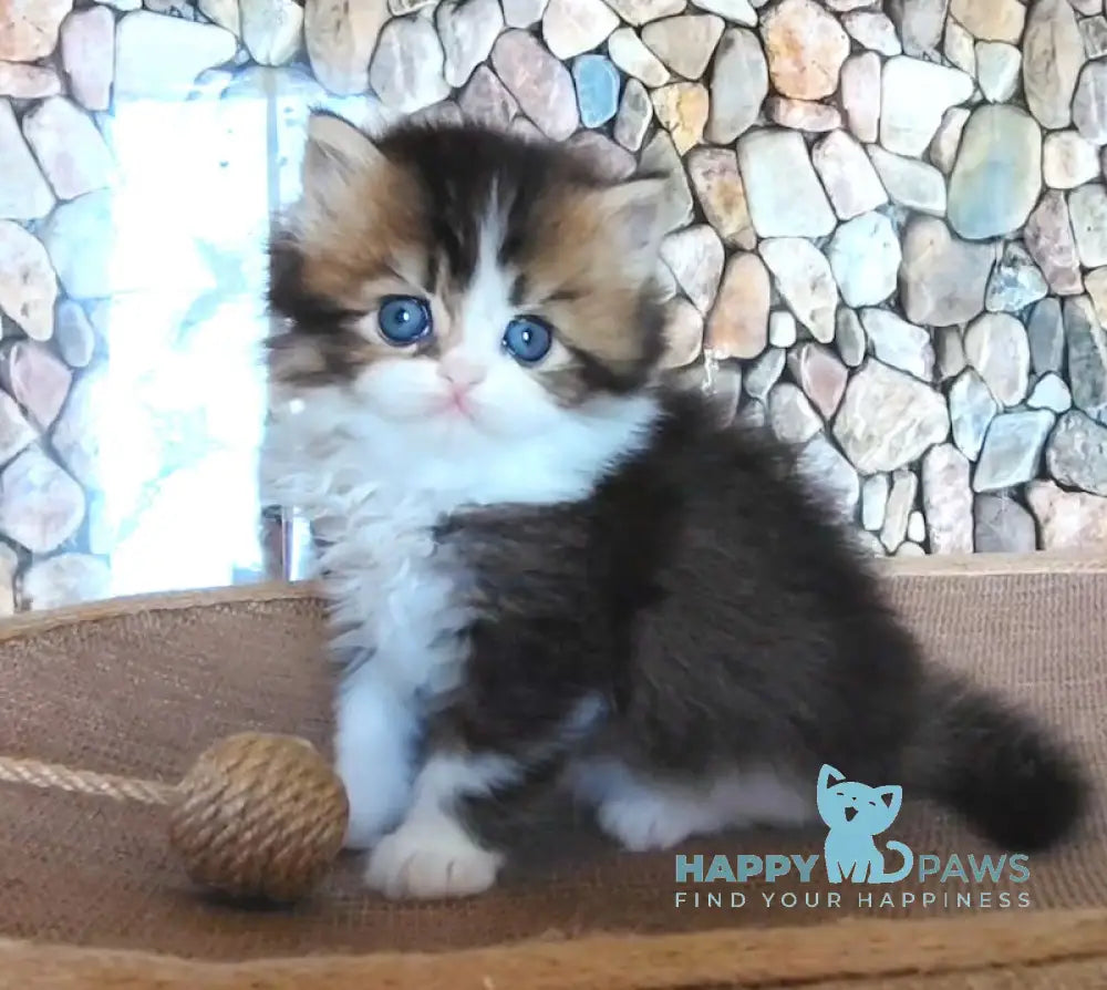 Roki Scottish Straight male black ticked tabby bicolour - live animals