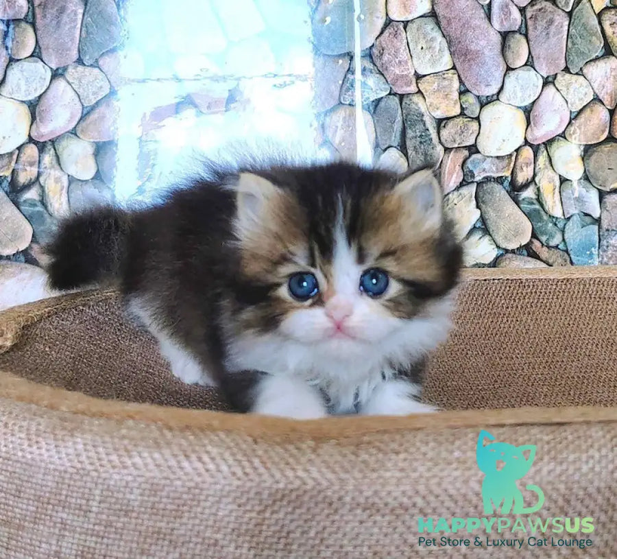 Roki Scottish Straight male black ticked tabby bicolour - live animals