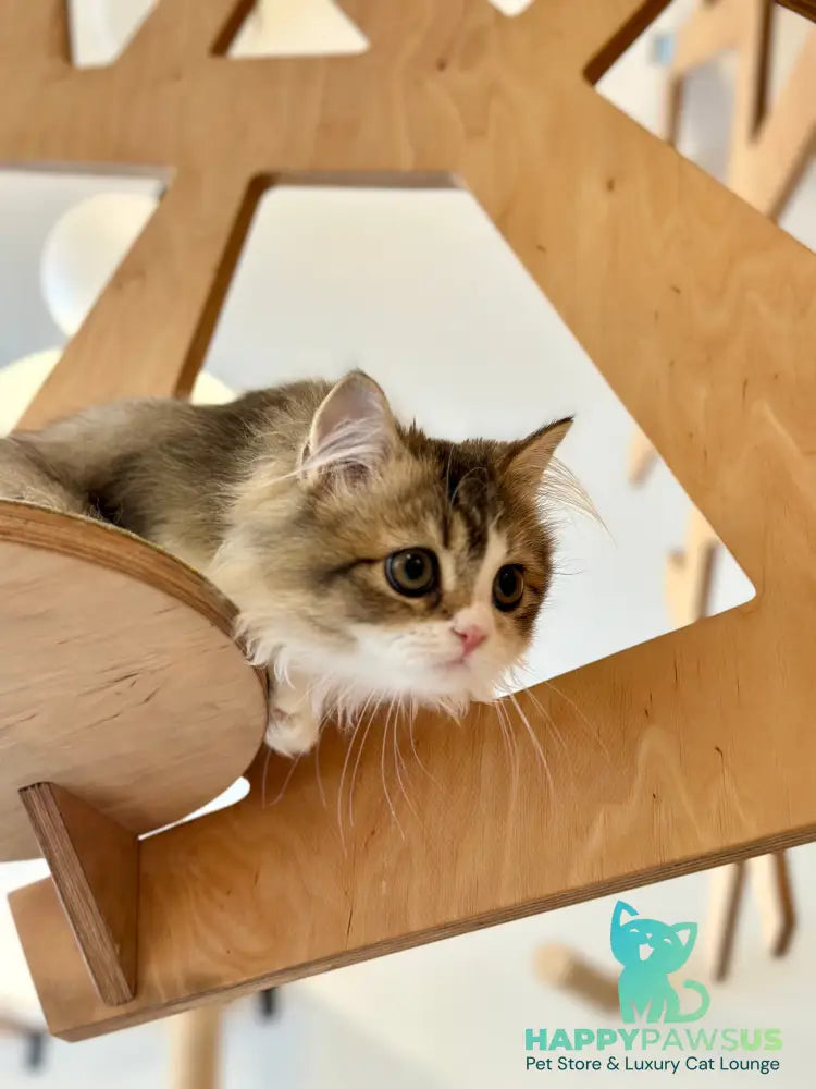 Roki Scottish Straight male black ticked tabby bicolour - live animals