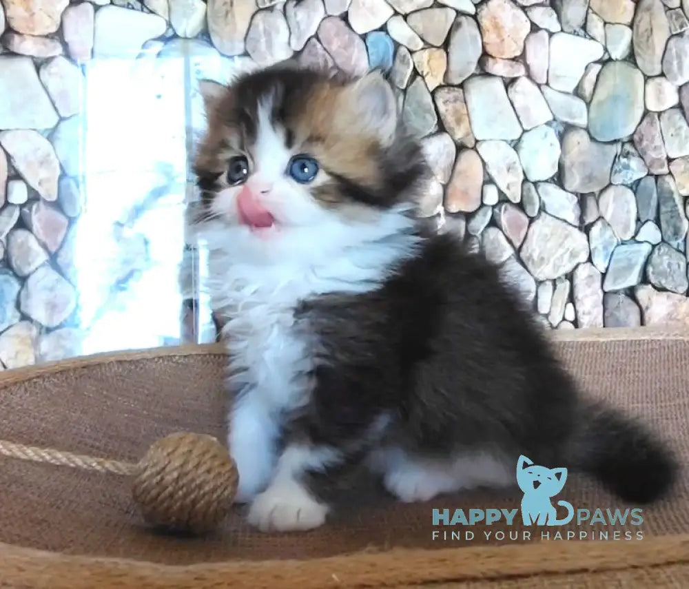 Roki Scottish Straight male black ticked tabby bicolour - live animals