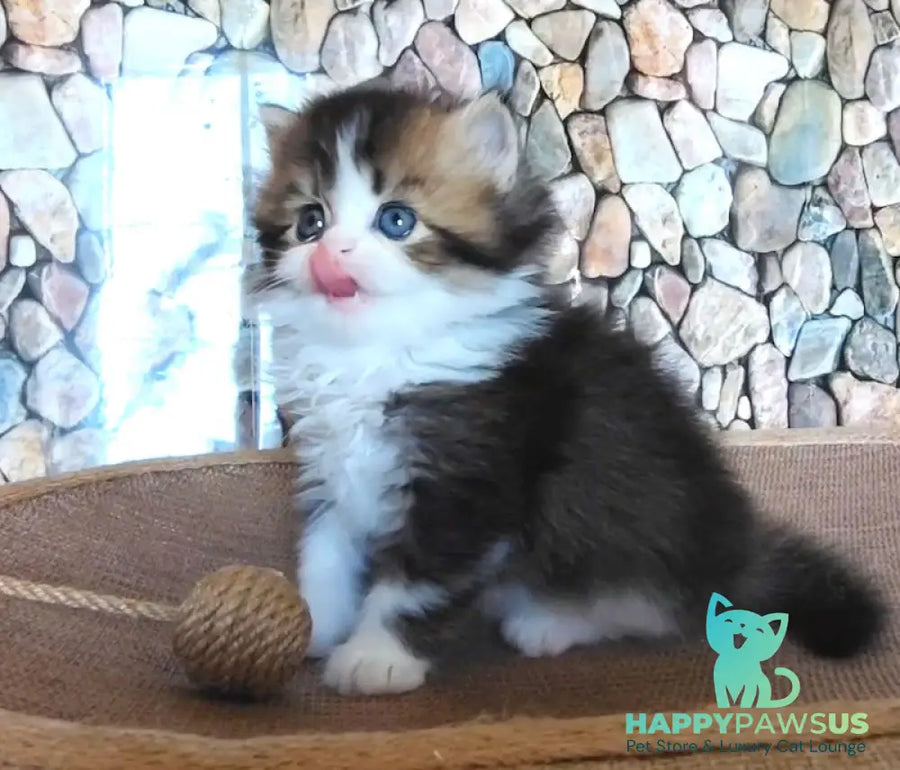Roki Scottish Straight male black ticked tabby bicolour - live animals
