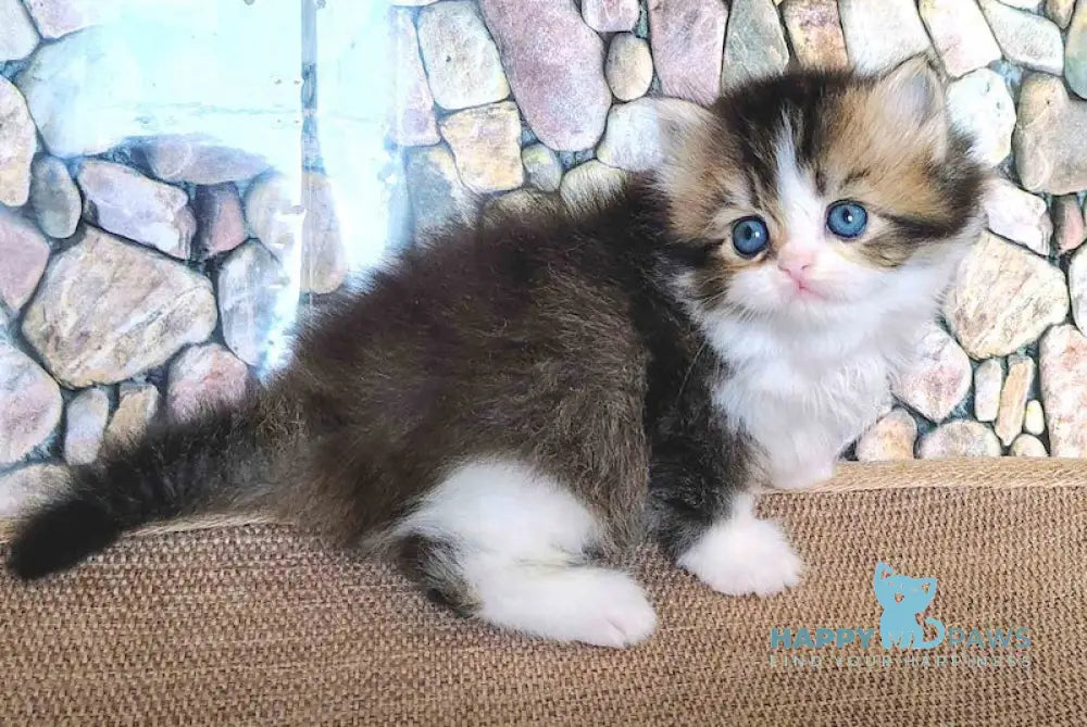 Roki Scottish Straight male black ticked tabby bicolour - live animals